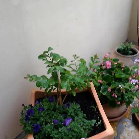 Apartment Punta Milna Hvar Town