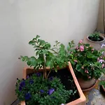 Apartment Punta Milna Hvar Town