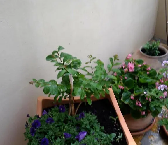 Appartement Punta Milna Hvar Town